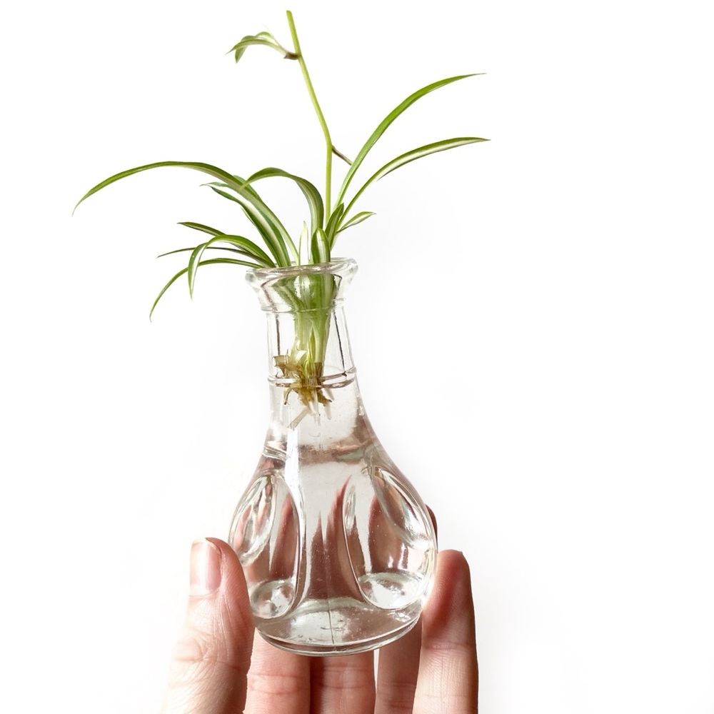 Vintage Mini Glass Vase Plant Propagation Jar Mini Collectible Decor MCM